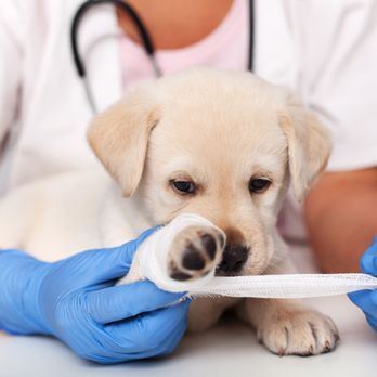 Spokane Veterinary Clinic - Veterinarians Near Me - Spokane Valley, Washington Spokane Veterinary Clinic - Veterinarians Near Me - Spokane Valley, Washington