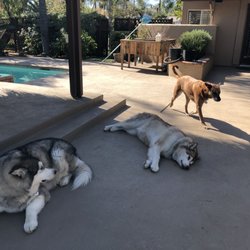 Country Kennels - My three fur babies