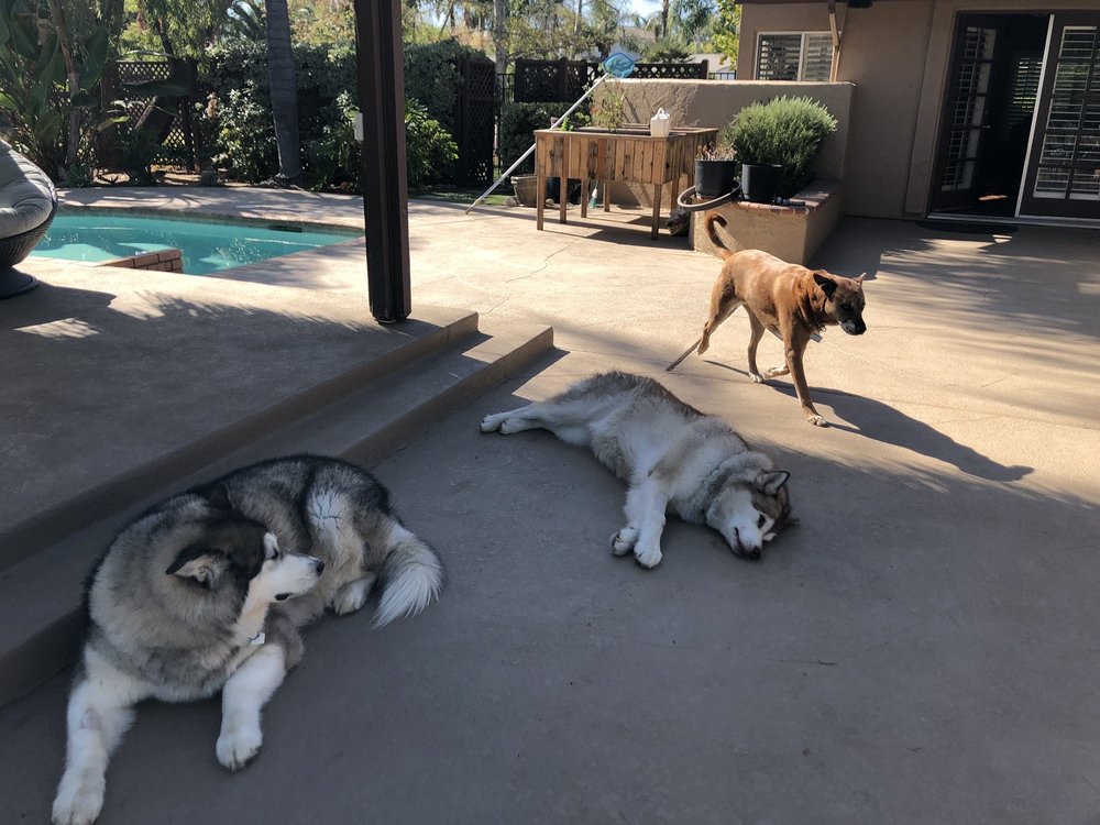 Country Kennels - pet boarding facility in Lakeside, CA