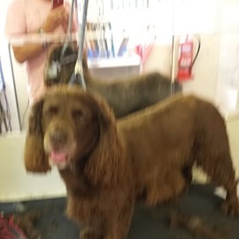 Yew Tree Dog Grooming - Pet Groomers Near Me - Manchester, XGM Yew Tree Dog Grooming - Pet Groomers Near Me - Manchester, XGM