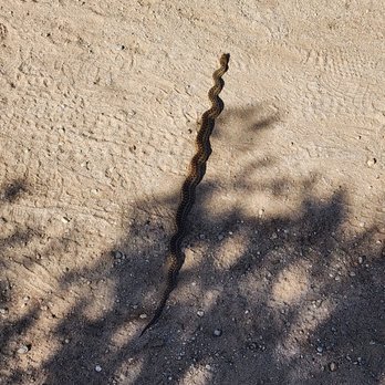 Weir Canyon Trailhead - You're not a very good speed bump king snake. Get off the trail. - Hiking Near Me - Anaheim, California