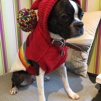 Stanley Bark - Hey there sexy Rocky! - Pet Sitting Near Me - Vancouver, British Columbia