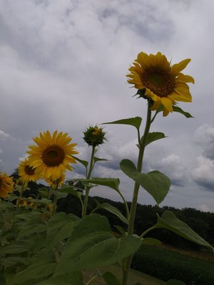 Pope Farm Conservancy by null