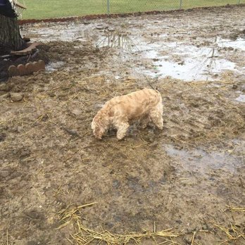 Street's Construction Service - a dog digging in the mud - General Contractors Near Me Street's Construction Service - a dog digging in the mud - General Contractors Near Me