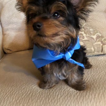PetSmart Dog Training - Happy. After the groomers. - Pet Stores Near Me - Downey, California