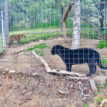 Project Survival's Cat Haven - Nacho (golden cat) & Libre (dark cat). - Zoos Near Me - Dunlap, California Project Survival's Cat Haven - Nacho (golden cat) & Libre (dark cat). - Zoos Near Me - Dunlap, California