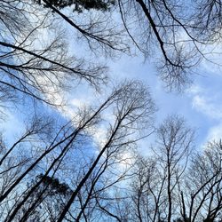 Black Rock State Park - The trees