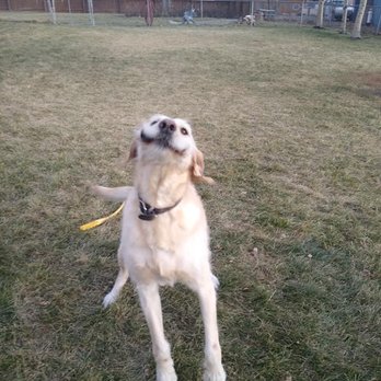 F & L Pet Resort - Me-time Play times w/pics on FB - Pet Boarding Near Me - Black Eagle, Montana