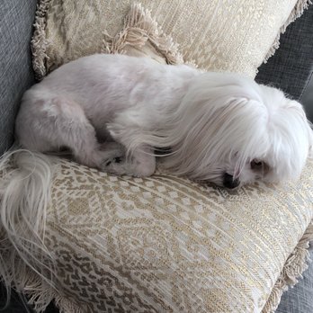 Petco - Worst haircut she's ever gotten. This is NOT a teddy cut. - Pet Stores Near Me - Glendale, California Petco - Worst haircut she's ever gotten. This is NOT a teddy cut. - Pet Stores Near Me - Glendale, California