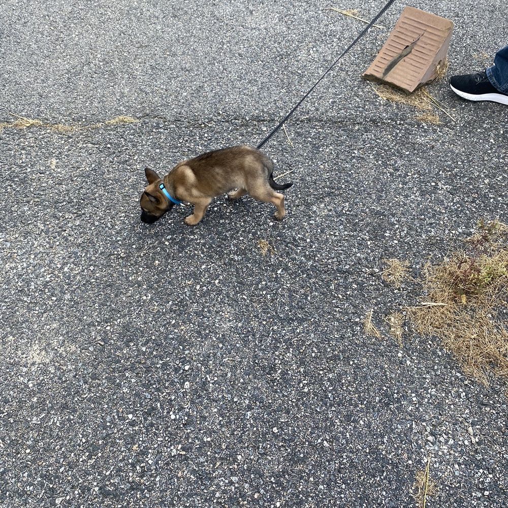 Vom Dreifke Shepherds - Pet Training Near Me - Dinwiddie, Virginia