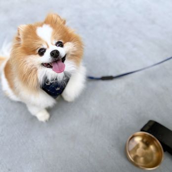 Bon Mot - Gold dog water bowl! - Korean Near Me - Cupertino, California