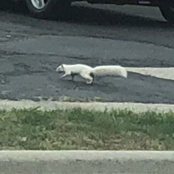 Turkey Hill - Albino squirrel @ the turkey hill!