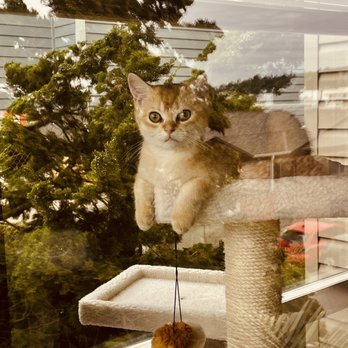 British Dynasty Cattery - Pet Breeders Near Me British Dynasty Cattery - Pet Breeders Near Me