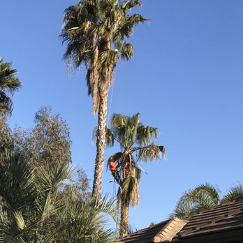 Softscapes Corporation - a man on a tree trimming a palm tree - Landscaping Near Me - Orange, California Softscapes Corporation - a man on a tree trimming a palm tree - Landscaping Near Me - Orange, California