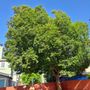 Camilo Tree Service