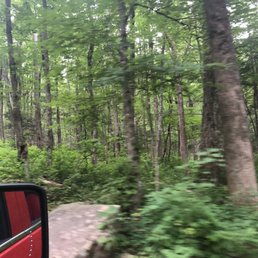 Road and woods