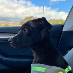 Wailuku Pet Clinic