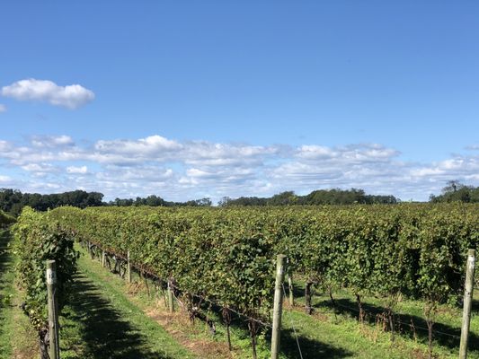 Bedell Cellars by null