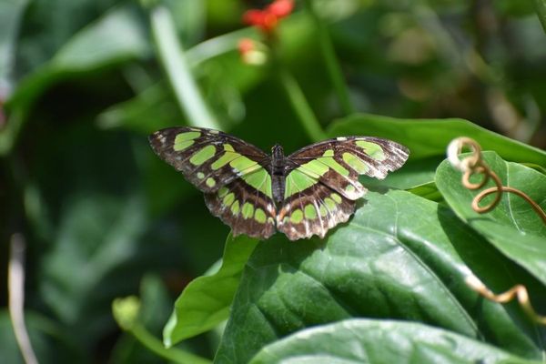 Texas Discovery Gardens at Fair Park by null