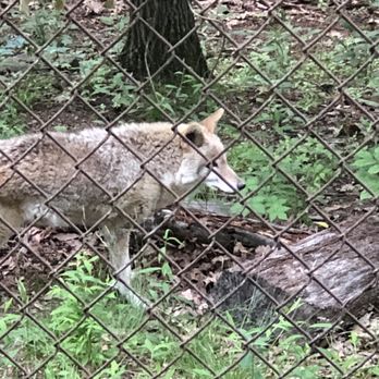 WNC Nature Center - Wolf - Zoos Near Me - Asheville, North Carolina WNC Nature Center - Wolf - Zoos Near Me - Asheville, North Carolina