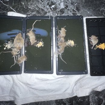 Jacob Termite & Pest Control - Caught within 1 week!!! - Pest Control Near Me - Los Angeles, California