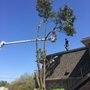 Photo of Pentecost Tree Service