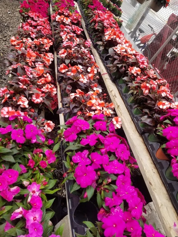 ARIEMMA’S GARDEN CENTER Updated November 2024 10 Photos 1802