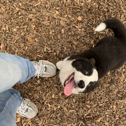 Bundocks Kennels - Georgina having fun at play day