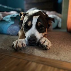 Animal Medical Center of Seattle