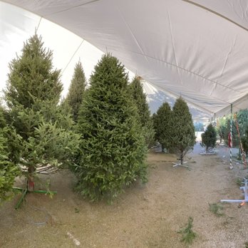 Biggest X-Mas Tree In Florida - Beautiful showroom - Christmas Trees Near Me - Pembroke Pines, Florida Biggest X-Mas Tree In Florida - Beautiful showroom - Christmas Trees Near Me - Pembroke Pines, Florida