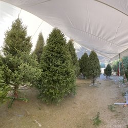 Biggest X-Mas Tree In Florida - Beautiful showroom