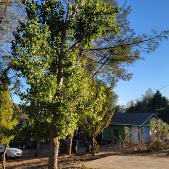 Animal Tree Service - Before - Tree Services Near Me Animal Tree Service - Before - Tree Services Near Me