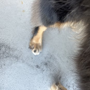 Pet Paradise Bartram - Nalla - Pet Boarding Near Me - Jacksonville, Florida