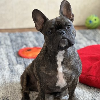 SoCal Veterinary Hospital - Daisy-Girl - Veterinarians Near Me - San Marcos, California SoCal Veterinary Hospital - Daisy-Girl - Veterinarians Near Me - San Marcos, California