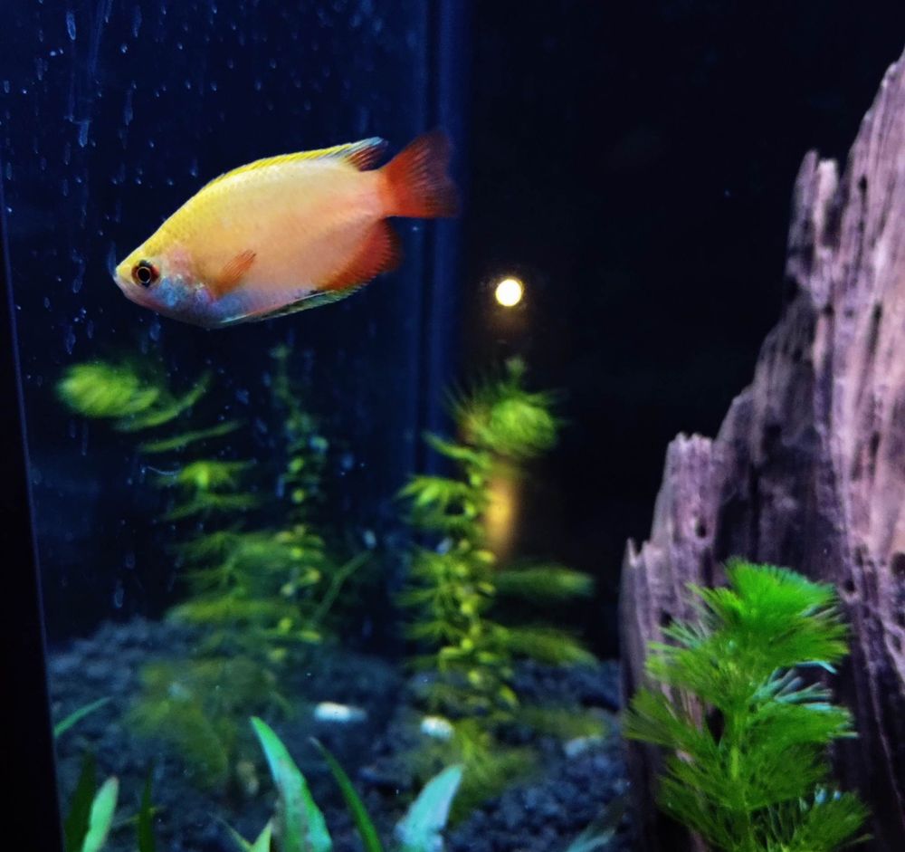 WILD THINGS PET SHOP Updated August 2024 582 Main St, New York