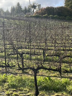 Windy Oaks Winery by null