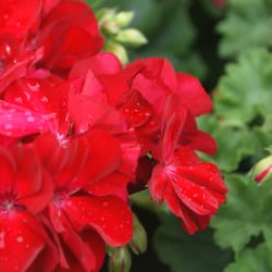 Village Nurseries - Pelargonium