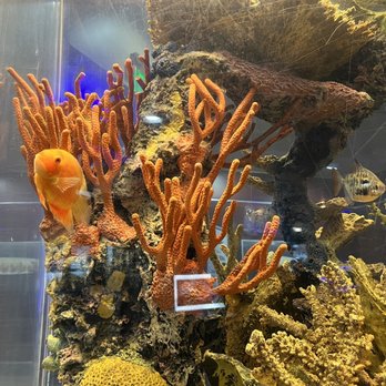 Kona Grill - Baltimore - The wonderful fish tank - New American Near Me - Baltimore, Maryland