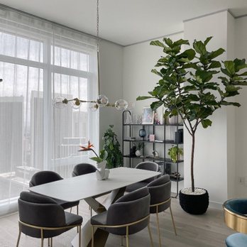 Plants For Friends - Master piece Ficus Lyrata - Indoor Landscaping Near Me Plants For Friends - Master piece Ficus Lyrata - Indoor Landscaping Near Me