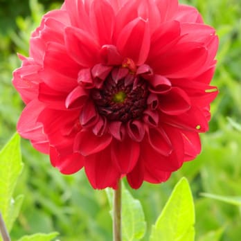 James Gardens - Red dahlia James Gardens Etobicoke by garden muses-not another Toronto gardening blog - Parks Near Me - Toronto, Ontario