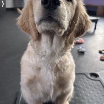 Canis Mountain Dog Training - Pet Services Near Me - Avon, Connecticut