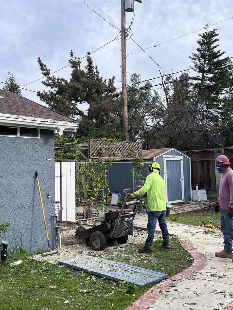 OLIVER TREES SERVICES with photos Updated August 2024 59 Photos