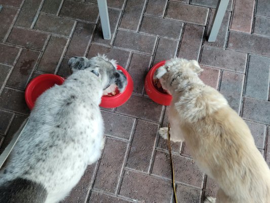 Boondocks Grille and Draft House by null