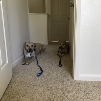 Balanced Obedience - Practicing down stay outside baby's room after coming back from boot camp. - Pet Training Near Me - Honolulu, Hawaii Balanced Obedience - Practicing down stay outside baby's room after coming back from boot camp. - Pet Training Near Me - Honolulu, Hawaii