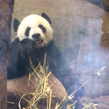 Memphis Zoo - Hello panda - Zoos Near Me - Memphis, Tennessee Memphis Zoo - Hello panda - Zoos Near Me - Memphis, Tennessee