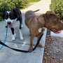 Photo of Little Buddies