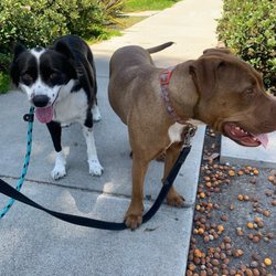 Little Buddies