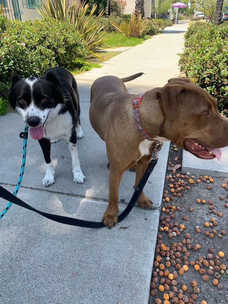 Little Buddies - pet boarding facility in San Diego, CA