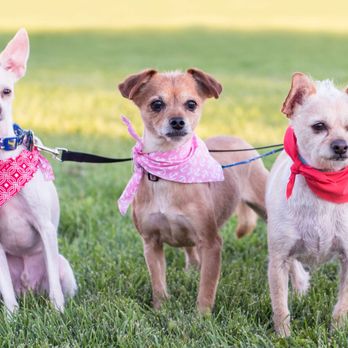 Business Solutions By Design - Brice, Sadie, and Sammy - our guest bloggers - Business Consulting Near Me - Albuquerque, New Mexico