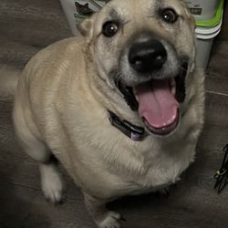 Petsense